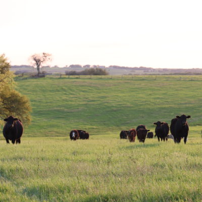 Is there a Strong Market for Grass-Fed Beef at a Livestock Auction?