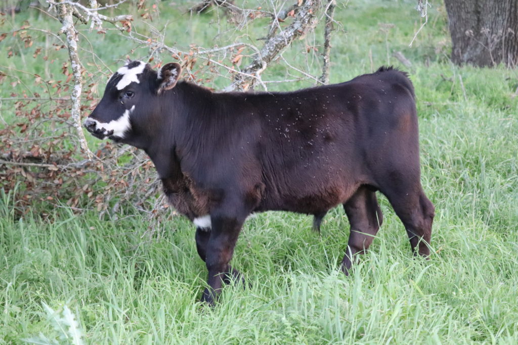 Black Steer Calf