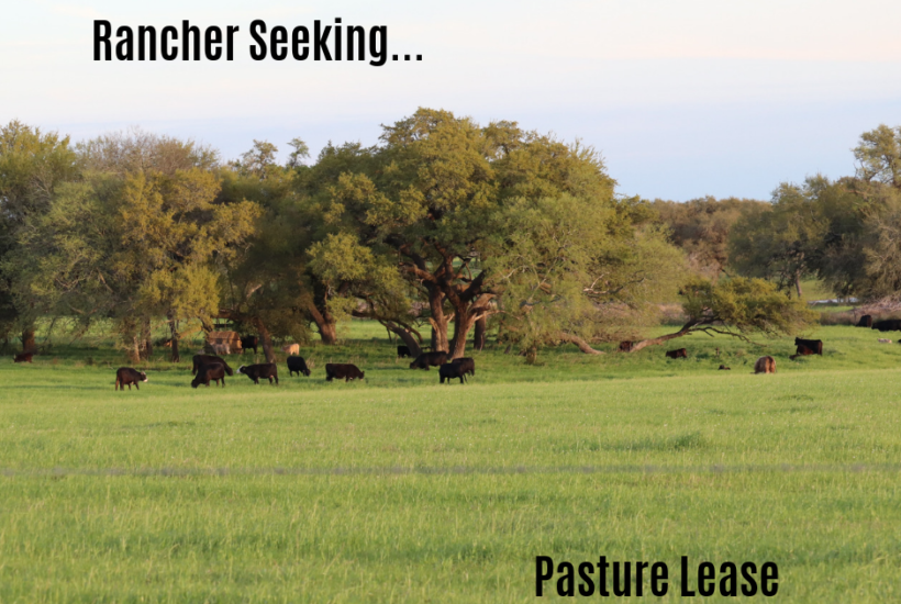 Rancher Seeking Pasutre Lease