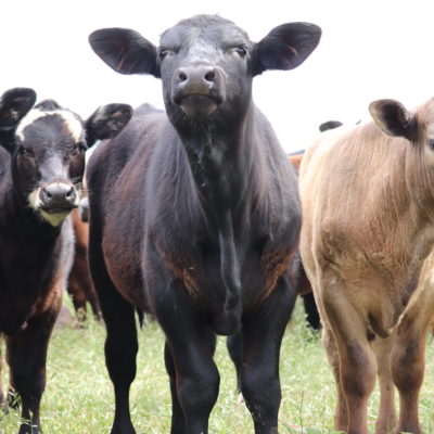 Backgrounding Calves – Is it worth it?