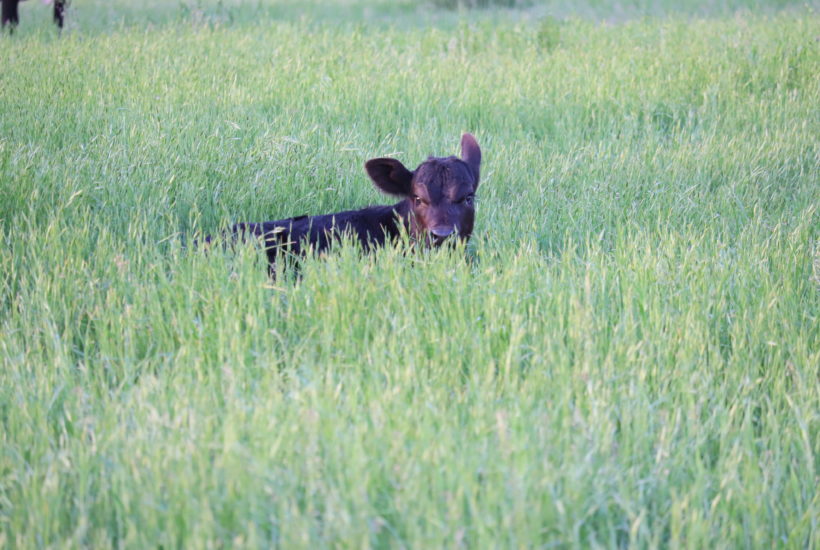 Black Calf in Grass