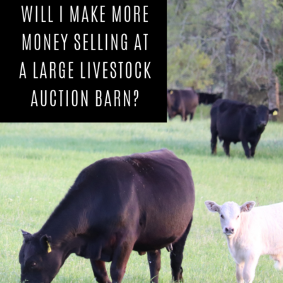 Ask A Cattle Buyer Archives Texas Farm Ranch Solution Llc