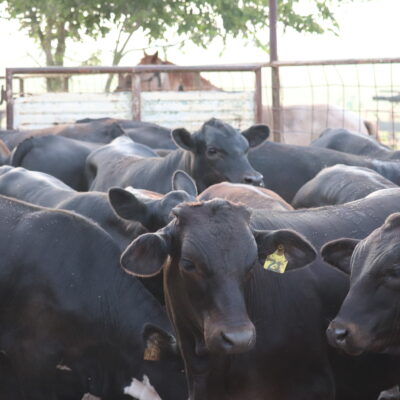 Do Steers Sell Better than Bull Calves?