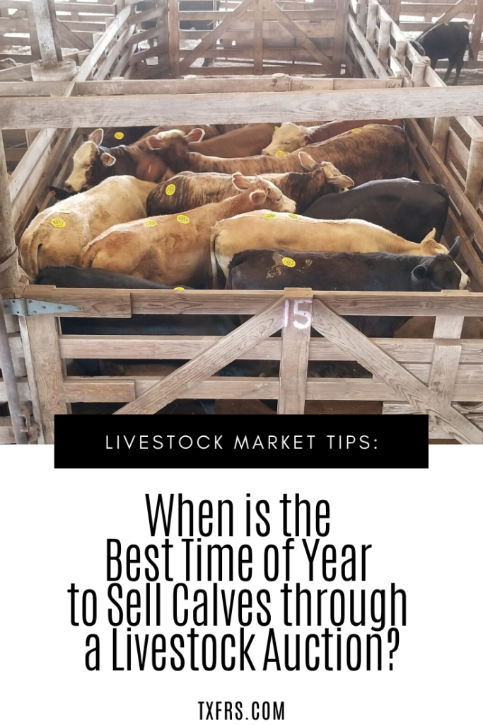 Best Time to Sell Calves