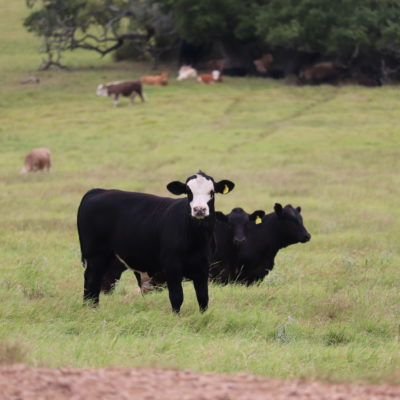 Do Black Hide Cattle bring More Money than Other Hide Colors?