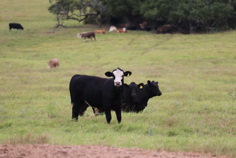 Black Hide Cattle