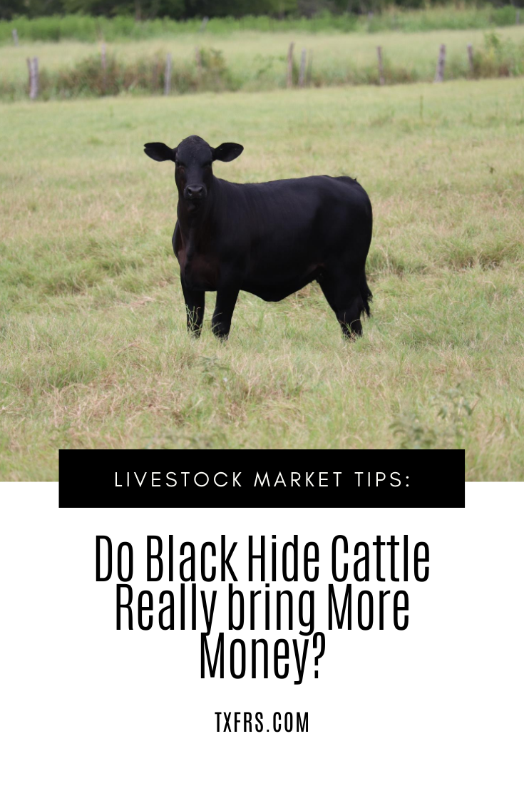 Do Black Hide Cattle bring More Money than Other Hide Colors? Texas