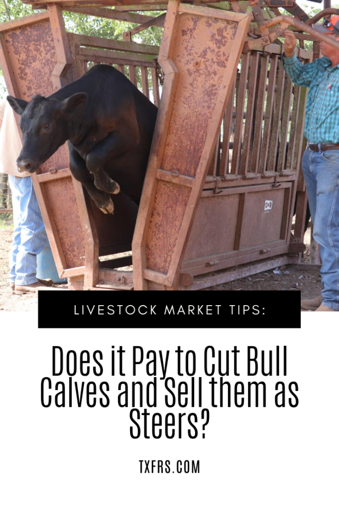 DOES IT PAY TO CUT BULL CALVES AND SELL THEM AS STEERS?