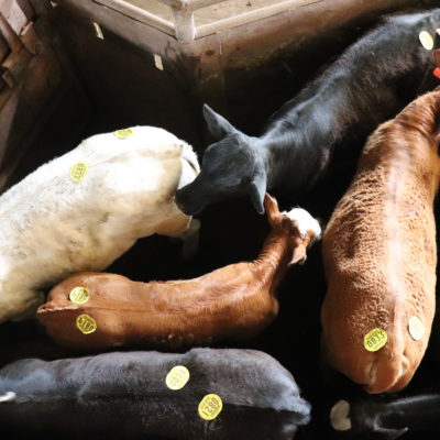 When is the Best Time of Year to Sell Calves through a Livestock Auction?