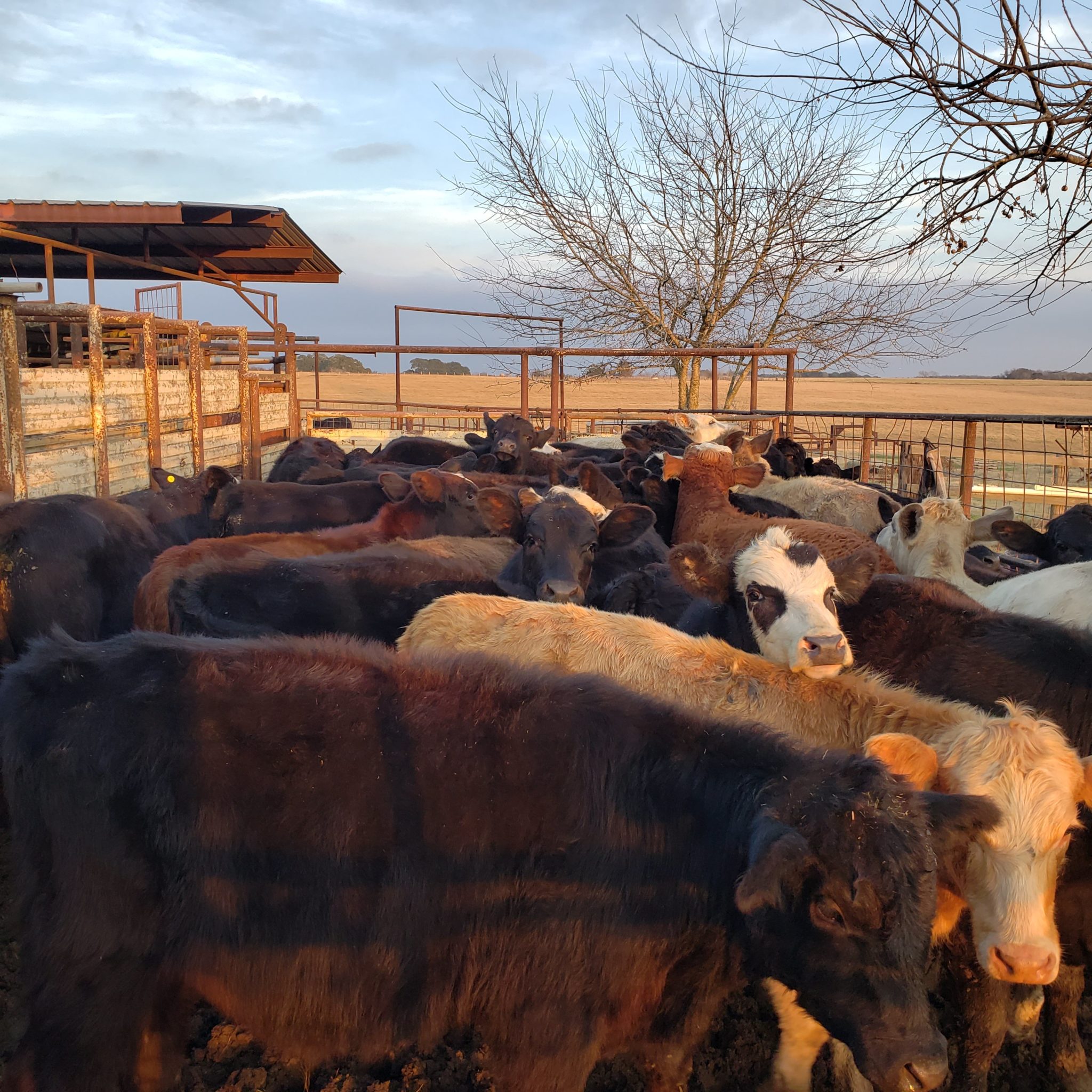 Do You Know How to Read a Livestock Auction Market Report? Texas Farm
