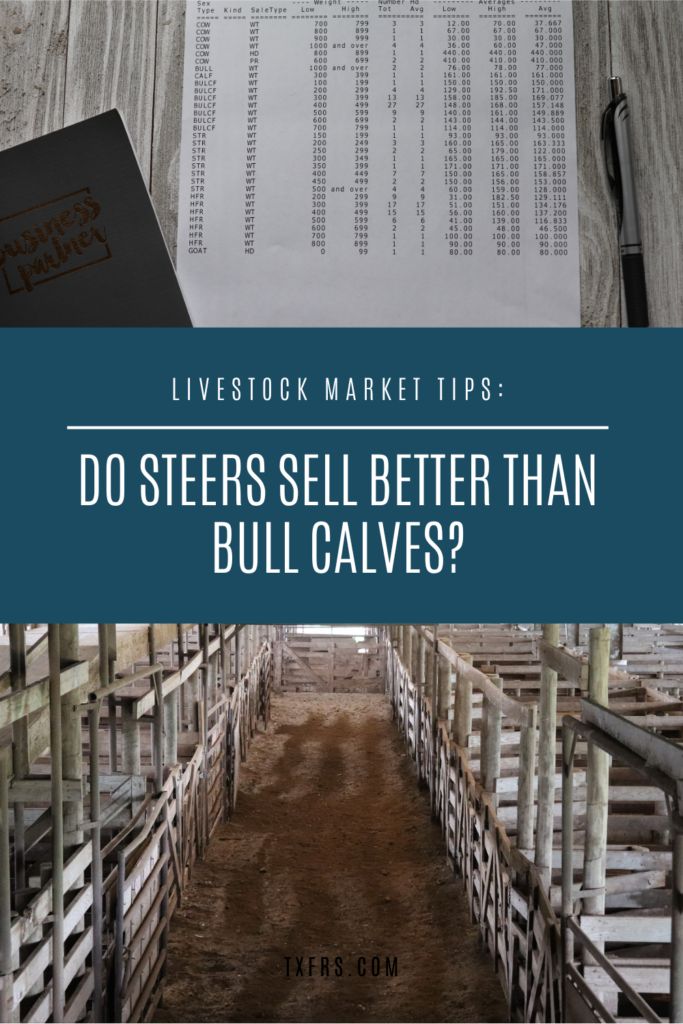 Do steers sell better than bull calves?