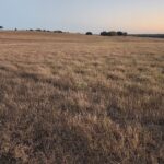 Quiet evening pasture at dusk, the kind of peaceful moment where rural entrepreneurs sit and define their rural business.